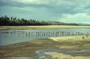 Safari in the Selous