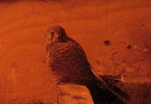 Kestrel in the loft