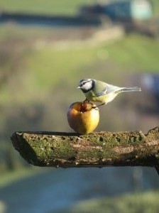 Blue Tit With An Apple