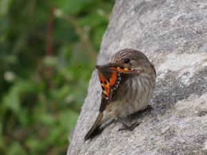 flycatcher, tortoiseshell