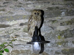 Tawny Owl