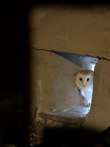 owlet, evening 23 june