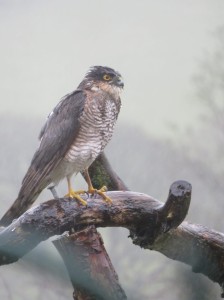 Sparrowhawk in stormy weather