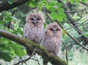 Tawny Owl Chicks