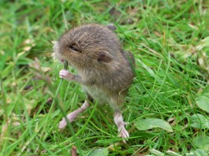 Chewing vole